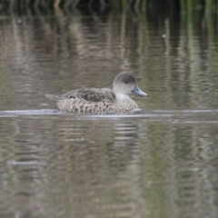 Anas gracilis (Grey Teal) at Kaleen, ACT - 20 Dec 2017 by AlisonMilton