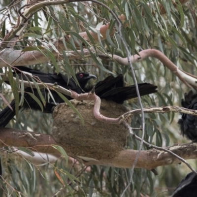 Corcorax melanorhamphos (White-winged Chough) at Bruce, ACT - 19 Dec 2017 by AlisonMilton