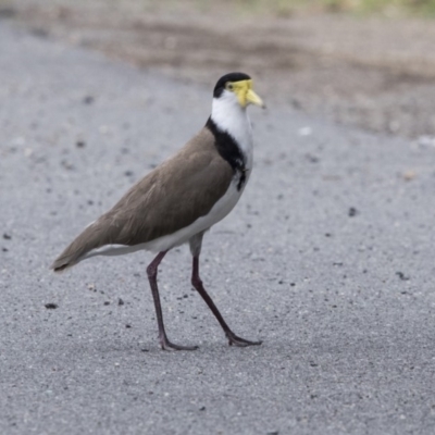 Vanellus miles (Masked Lapwing) at Bruce, ACT - 20 Dec 2017 by AlisonMilton