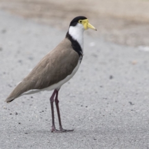 Vanellus miles at Bruce, ACT - 20 Dec 2017 07:35 AM