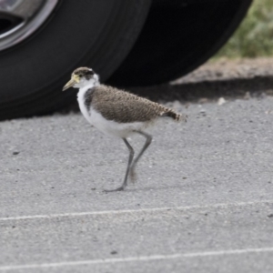 Vanellus miles at Bruce, ACT - 20 Dec 2017 07:35 AM