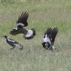 Gymnorhina tibicen (Australian Magpie) at Bruce, ACT - 20 Dec 2017 by AlisonMilton