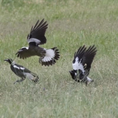 Gymnorhina tibicen (Australian Magpie) at Bruce Ridge to Gossan Hill - 19 Dec 2017 by AlisonMilton