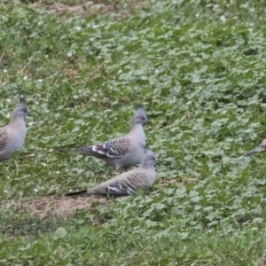 Ocyphaps lophotes at Bruce, ACT - 20 Dec 2017