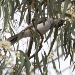 Manorina melanocephala (Noisy Miner) at Bruce, ACT - 20 Dec 2017 by AlisonMilton