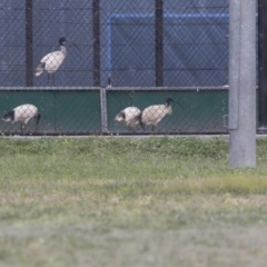 Threskiornis molucca (Australian White Ibis) at Bruce, ACT - 19 Dec 2017 by Alison Milton