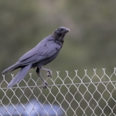 Corvus coronoides (Australian Raven) at Bruce, ACT - 20 Dec 2017 by AlisonMilton