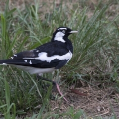 Grallina cyanoleuca (Magpie-lark) at Bruce, ACT - 19 Dec 2017 by Alison Milton