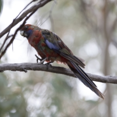 Platycercus elegans (Crimson Rosella) at Bruce, ACT - 20 Dec 2017 by AlisonMilton