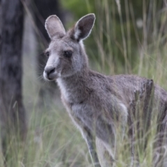 Macropus giganteus (Eastern Grey Kangaroo) at Bruce Ridge to Gossan Hill - 19 Dec 2017 by AlisonMilton