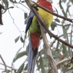 Platycercus eximius (Eastern Rosella) at Bruce, ACT - 20 Dec 2017 by AlisonMilton