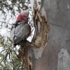 Eolophus roseicapilla (Galah) at Bruce, ACT - 20 Dec 2017 by AlisonMilton