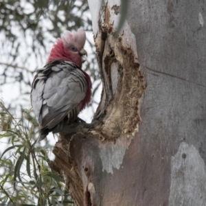 Eolophus roseicapilla at Bruce, ACT - 20 Dec 2017