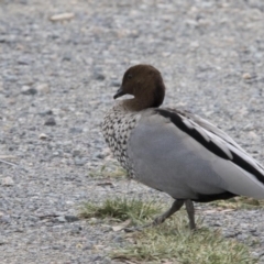 Chenonetta jubata (Australian Wood Duck) at Bruce, ACT - 20 Dec 2017 by AlisonMilton