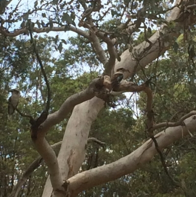 Dacelo novaeguineae (Laughing Kookaburra) at Deakin, ACT - 17 Dec 2017 by KL