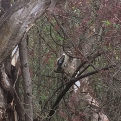 Dacelo novaeguineae (Laughing Kookaburra) at Deakin, ACT - 20 Dec 2017 by KL