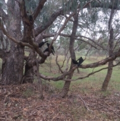 Corcorax melanorhamphos (White-winged Chough) at Deakin, ACT - 20 Dec 2017 by KL