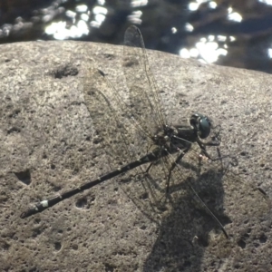 Eusynthemis brevistyla at Paddys River, ACT - 17 Dec 2017 05:06 PM