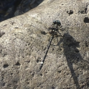 Eusynthemis brevistyla at Paddys River, ACT - 17 Dec 2017 05:06 PM