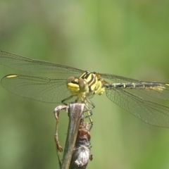 Austrogomphus guerini (Yellow-striped Hunter) at Paddys River, ACT - 17 Dec 2017 by roymcd