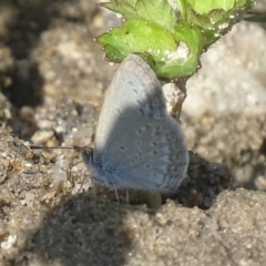 Zizina otis (Common Grass-Blue) at Paddys River, ACT - 17 Dec 2017 by roymcd