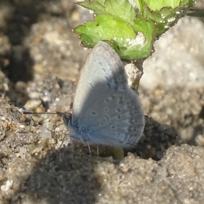 Zizina otis (Common Grass-Blue) at Paddys River, ACT - 17 Dec 2017 by roymcd