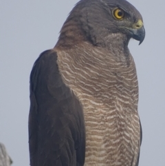 Accipiter fasciatus (Brown Goshawk) at Deakin, ACT - 19 Dec 2017 by roymcd