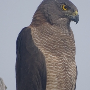 Accipiter fasciatus at Deakin, ACT - 19 Dec 2017