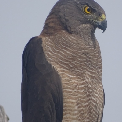 Accipiter fasciatus (Brown Goshawk) at Deakin, ACT - 19 Dec 2017 by roymcd