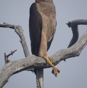 Accipiter fasciatus at Deakin, ACT - 19 Dec 2017