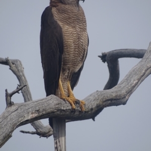 Accipiter fasciatus at Deakin, ACT - 19 Dec 2017