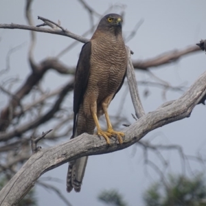 Accipiter fasciatus at Deakin, ACT - 19 Dec 2017