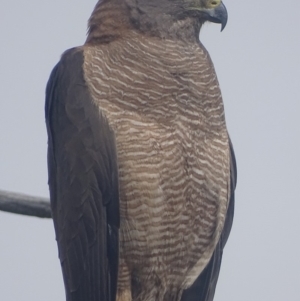 Accipiter fasciatus at Deakin, ACT - 19 Dec 2017