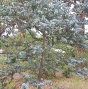 Acacia dealbata at Griffith, ACT - 7 Aug 2019