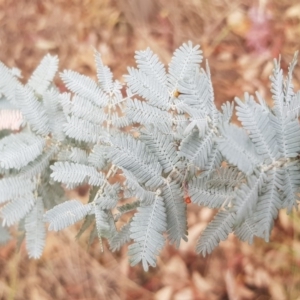 Acacia dealbata at Griffith, ACT - 7 Aug 2019