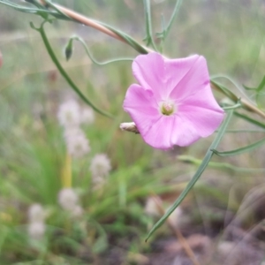 Convolvulus angustissimus subsp. angustissimus at Griffith, ACT - 20 Dec 2017