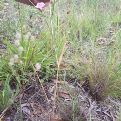 Convolvulus angustissimus subsp. angustissimus at Griffith, ACT - 20 Dec 2017