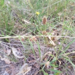 Convolvulus angustissimus subsp. angustissimus at Griffith, ACT - 20 Dec 2017 05:43 PM