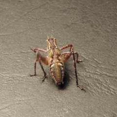 Phaneropterinae (subfamily) at Greenway, ACT - 20 Nov 2017