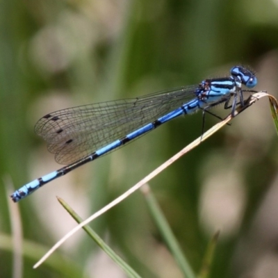 Austrocoenagrion lyelli (Swamp Bluet) at Namadgi National Park - 10 Dec 2017 by HarveyPerkins