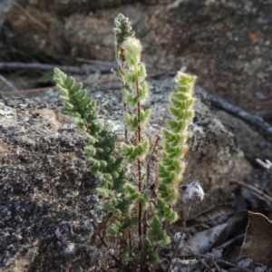 Cheilanthes distans at Conder, ACT - 16 Dec 2017