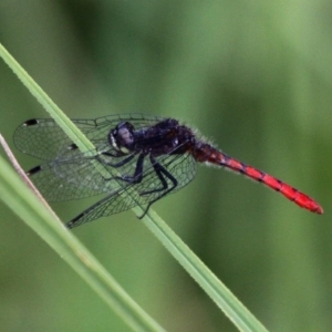 Nannophya dalei at Mount Clear, ACT - suppressed