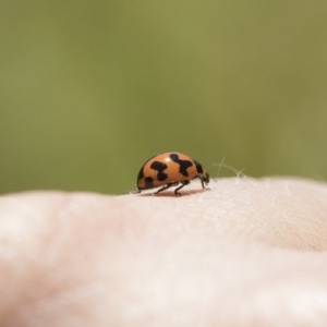 Coccinella transversalis at Michelago, NSW - 12 Nov 2017