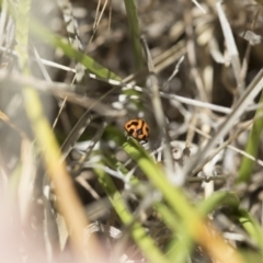 Coccinella transversalis at Michelago, NSW - 12 Nov 2017