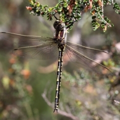 Notoaeschna sagittata (Southern Riffle Darner) at Cotter River, ACT - 11 Dec 2017 by HarveyPerkins