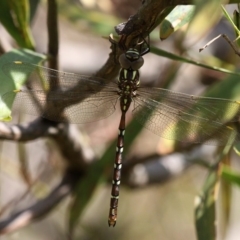 Austroaeschna pulchra (Forest Darner) at Cotter River, ACT - 17 Dec 2017 by HarveyPerkins