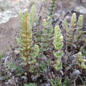 Cheilanthes distans at Rob Roy Range - 16 Dec 2017