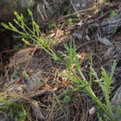 Senecio bathurstianus (Rough Fireweed) at Rob Roy Range - 16 Dec 2017 by michaelb