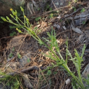 Senecio bathurstianus at Rob Roy Range - 16 Dec 2017 06:19 PM