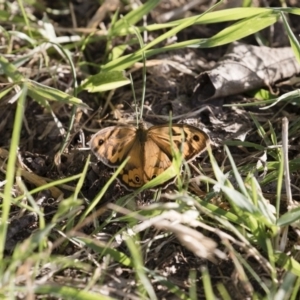 Heteronympha merope at Michelago, NSW - 19 Dec 2017